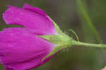 Woodland poppymallow